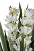Миниатюра фото орхидея cymbidium garda decor 29bj-911-45 | 220svet.ru